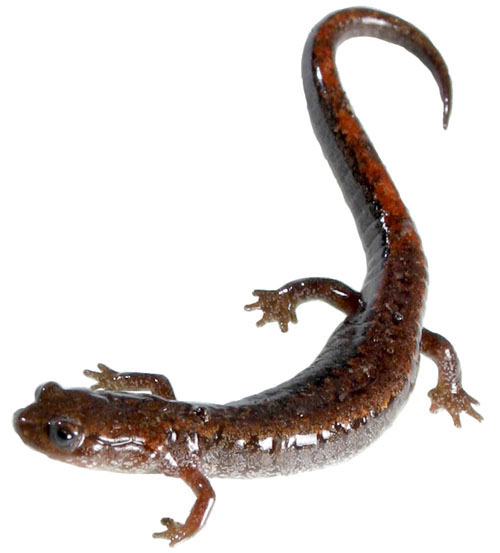 desert salamander